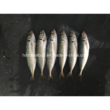 New Land Fish Frozen Round Scad